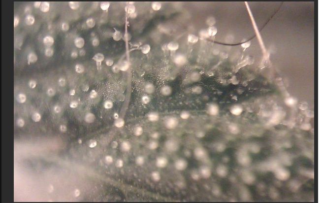 DIY Cheap Macro Lens for Your Phone (16 pics)