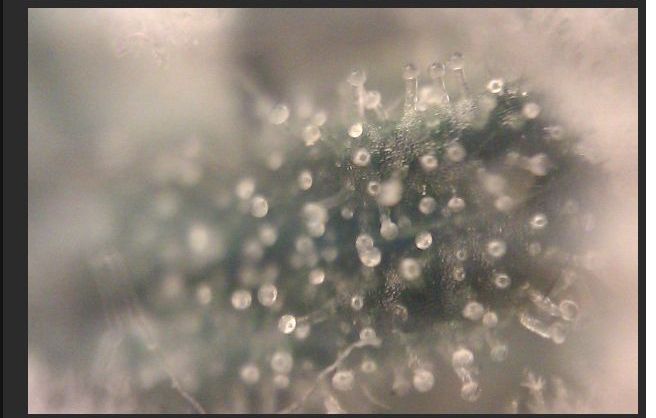 DIY Cheap Macro Lens for Your Phone (16 pics)