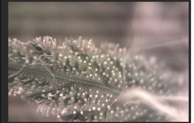DIY Cheap Macro Lens for Your Phone (16 pics)