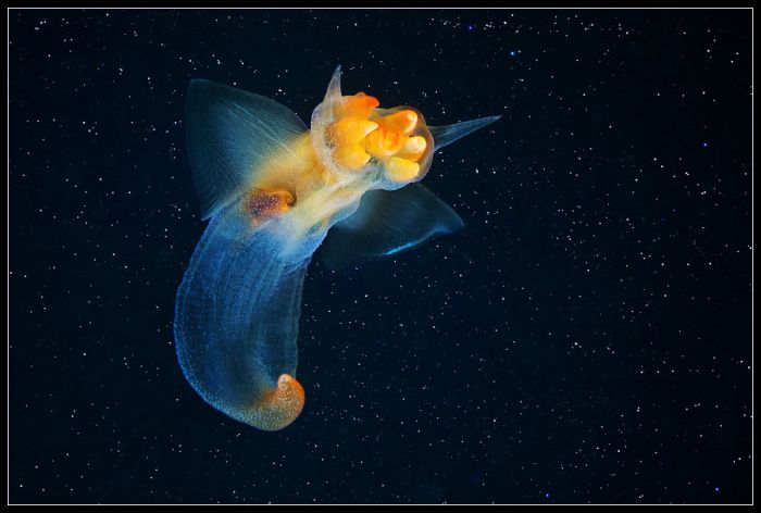 Life Under The Sea by Alexander Semenov (45 pics)