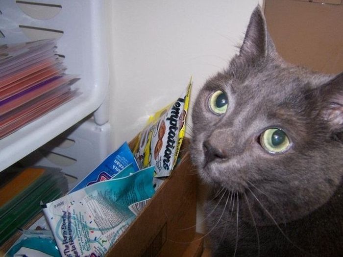 Amazing Cat Weight Loss Story (22 pics)