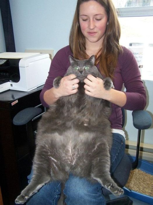Amazing Cat Weight Loss Story (22 pics)