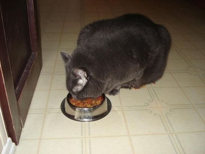 Amazing Cat Weight Loss Story (22 pics)