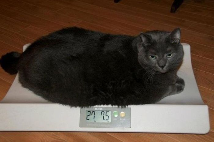 Amazing Cat Weight Loss Story (22 pics)