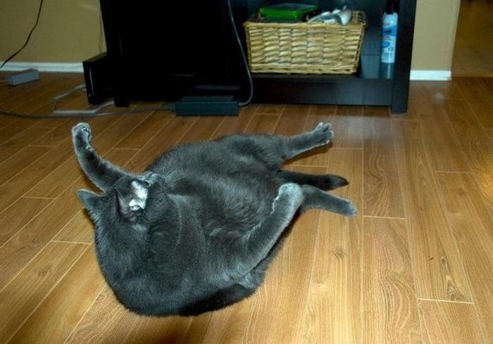 Amazing Cat Weight Loss Story (22 pics)