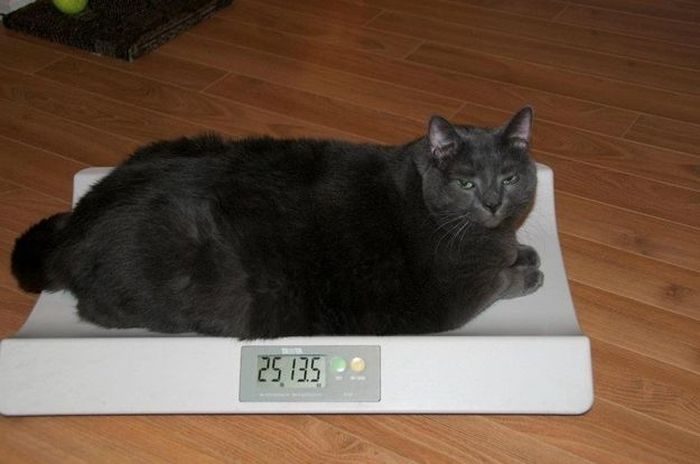 Amazing Cat Weight Loss Story (22 pics)