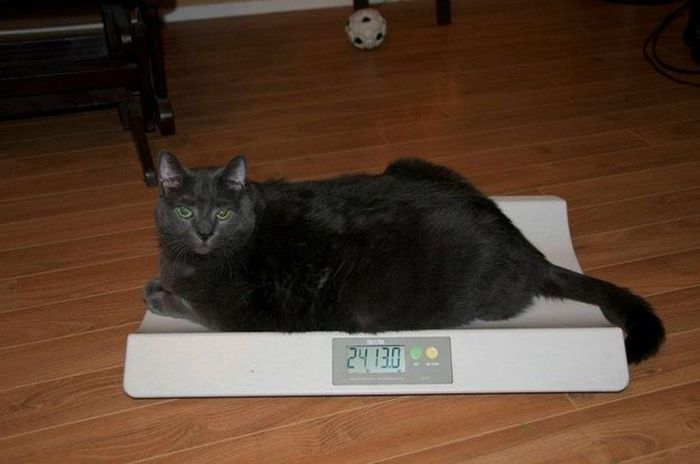 Amazing Cat Weight Loss Story (22 pics)