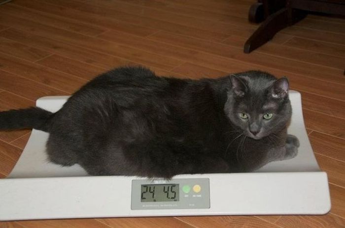 Кошка сбросила с конструкции один кубик. Кот похудение. Исхудавшая кошка. Котята худеют. Котик худеет.