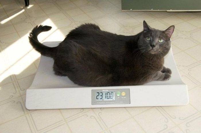 Amazing Cat Weight Loss Story (22 pics)