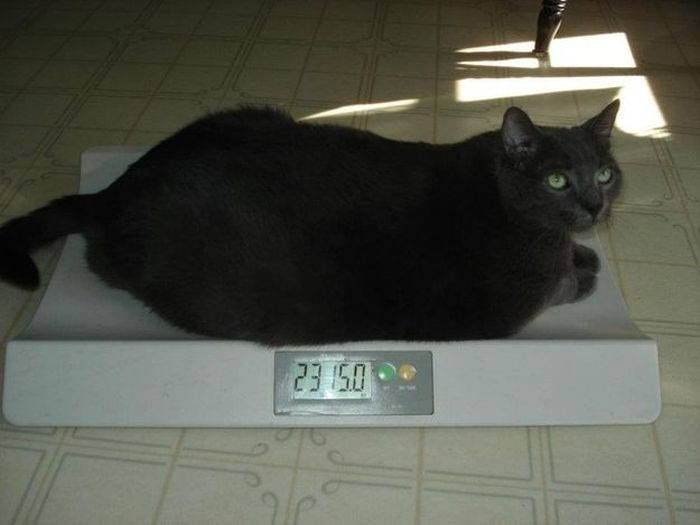 Amazing Cat Weight Loss Story (22 pics)