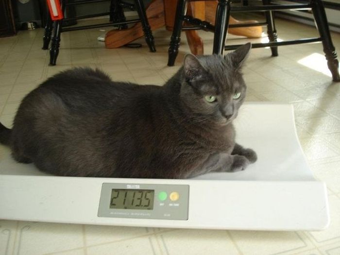 Amazing Cat Weight Loss Story (22 pics)