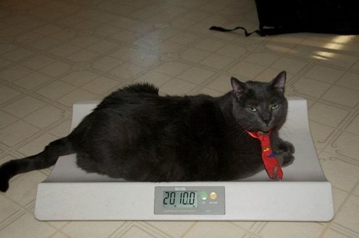 Amazing Cat Weight Loss Story (22 pics)