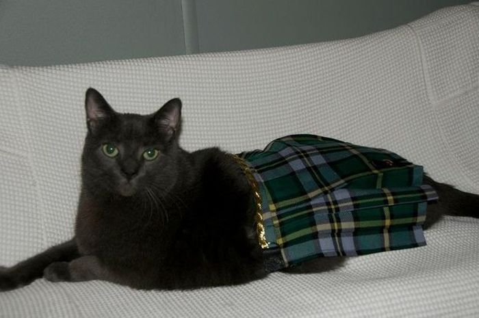 Amazing Cat Weight Loss Story (22 pics)