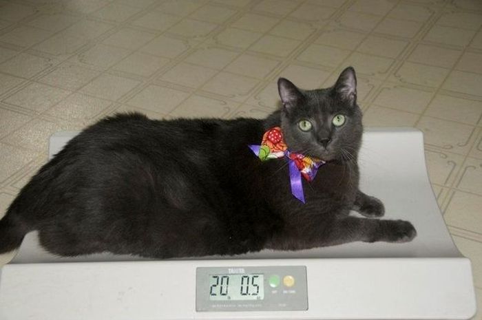 Amazing Cat Weight Loss Story (22 pics)