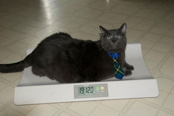 Amazing Cat Weight Loss Story (22 pics)