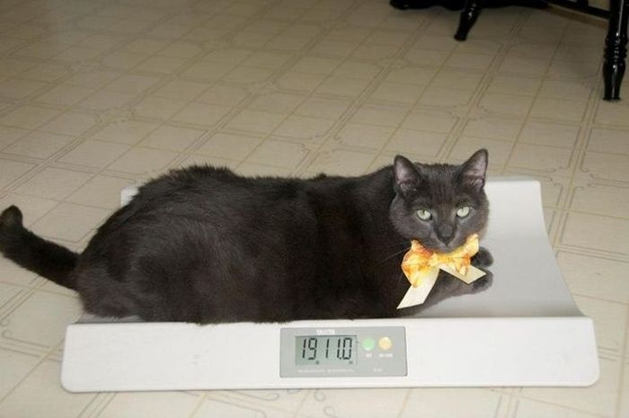 Amazing Cat Weight Loss Story (22 pics)