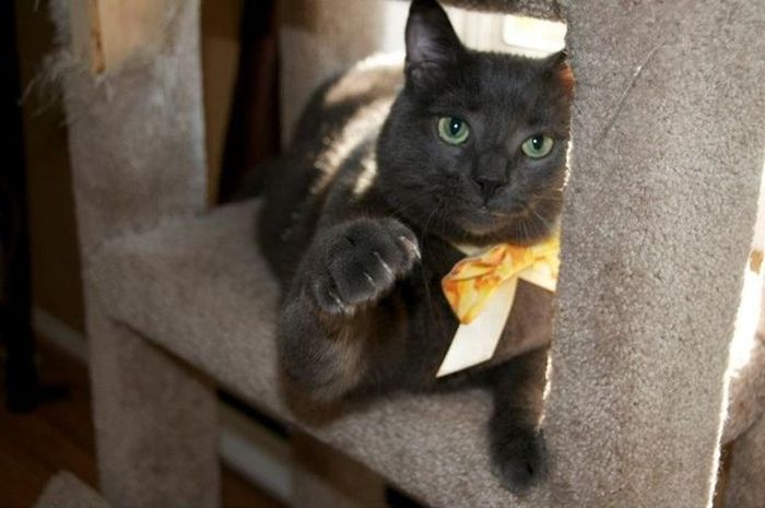 Amazing Cat Weight Loss Story (22 pics)