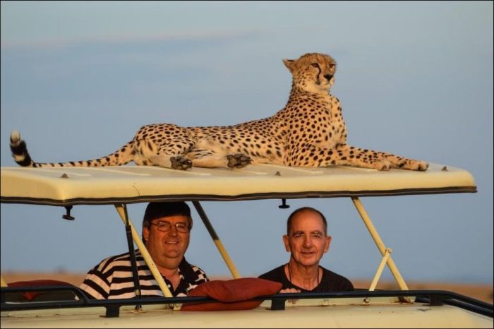 We've Got a Guest on the Roof (3 pics)