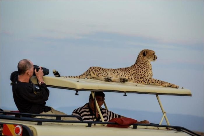 We've Got a Guest on the Roof (3 pics)