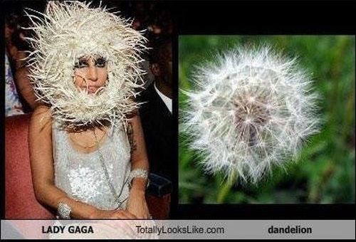 Lady Gaga's Look Alike (10 pics)