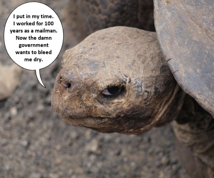 Grumpy Old... Turtles (12 pics)