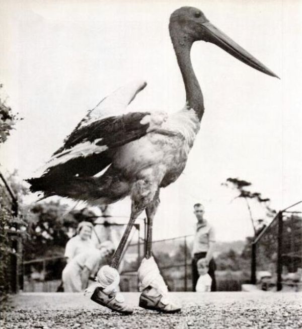 Awkward Vintage Photos Of Animals (30 pics)