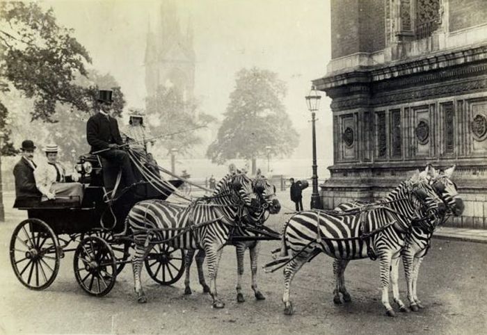Awkward Vintage Photos Of Animals (30 pics)