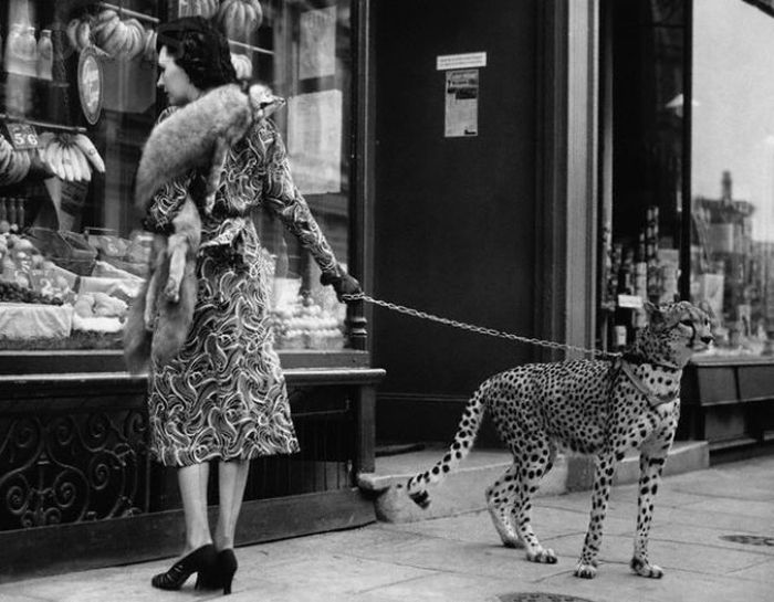 Awkward Vintage Photos Of Animals (30 pics)