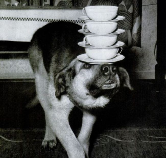 Awkward Vintage Photos Of Animals (30 pics)