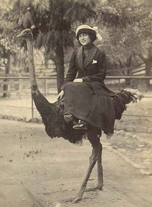 Awkward Vintage Photos Of Animals (30 pics)