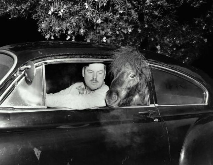 Awkward Vintage Photos Of Animals (30 pics)