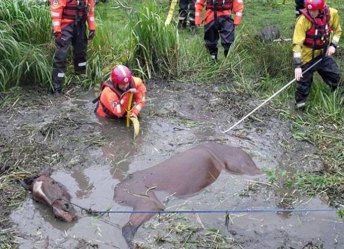 Horse Saved from a Deadly Muddy Pond (7 pics)