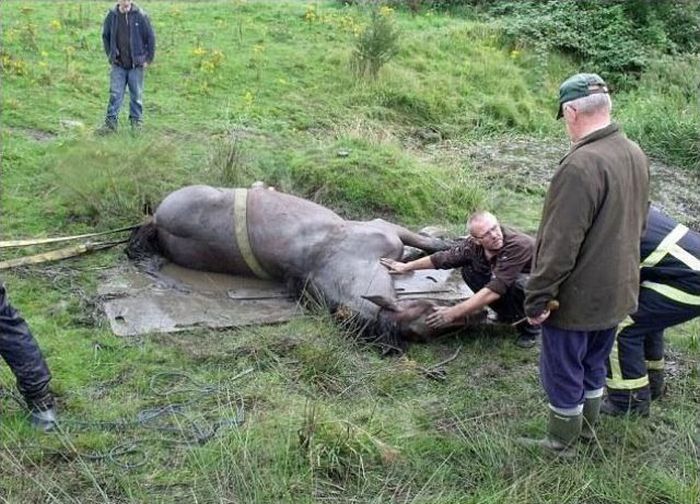 Horse Saved from a Deadly Muddy Pond (7 pics)