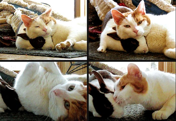Cute Friends (4 gifs)