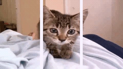 Amazing 3D Gifs (29 gifs)