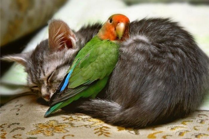 Animals Who Are Friends (25 pics)