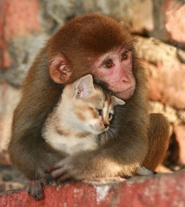 Animals Who Are Friends (25 pics)