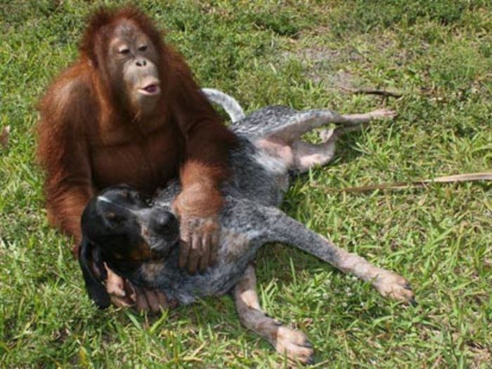 Animals Who Are Friends (25 pics)