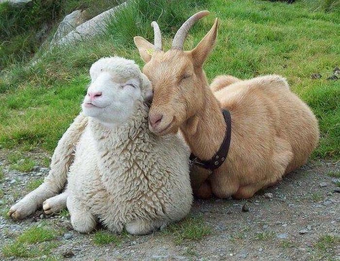 Animals Who Are Friends (25 pics)