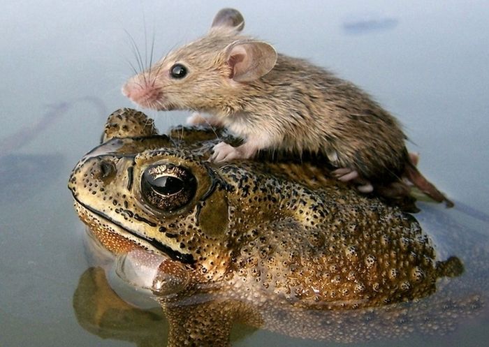 Animals Who Are Friends (25 pics)