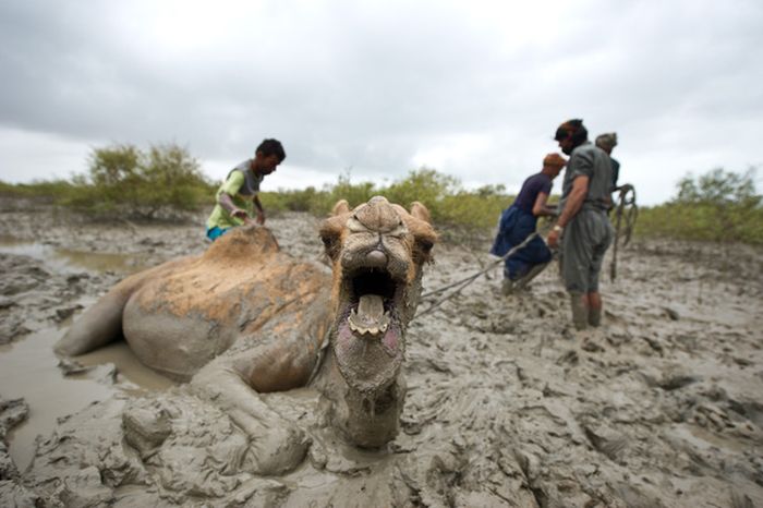 How to Rescue a Camel (22 pics)