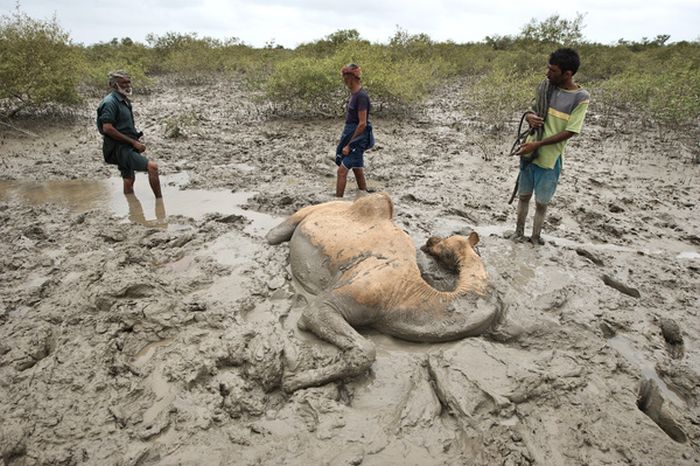 How to Rescue a Camel (22 pics)