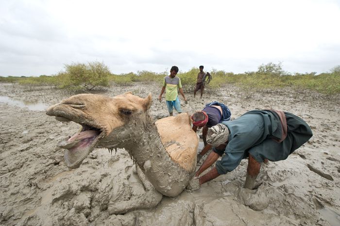 How to Rescue a Camel (22 pics)