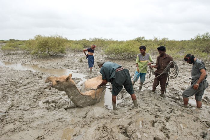 How to Rescue a Camel (22 pics)