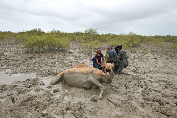 How to Rescue a Camel (22 pics)