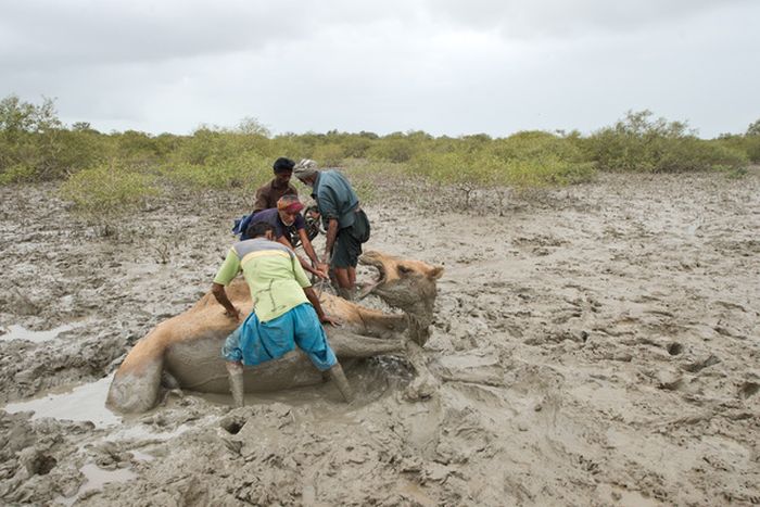 How to Rescue a Camel (22 pics)