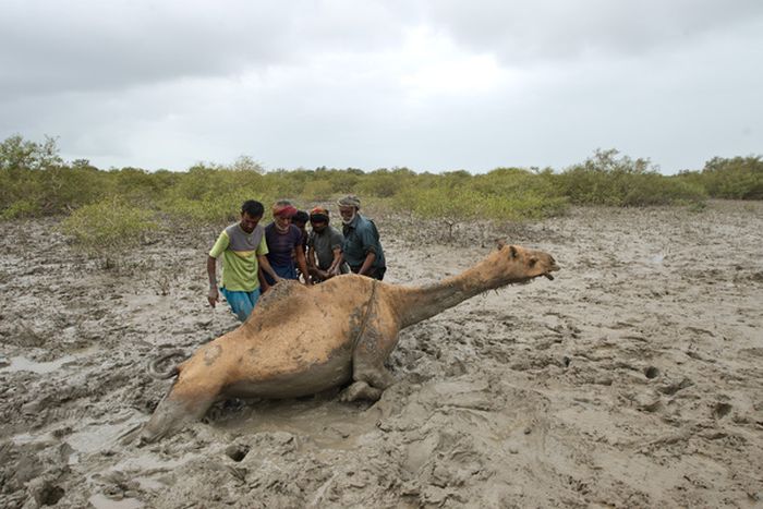 How to Rescue a Camel (22 pics)