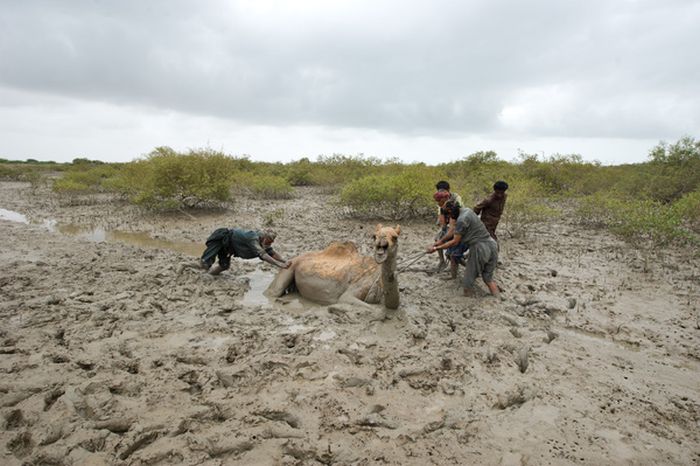 How to Rescue a Camel (22 pics)