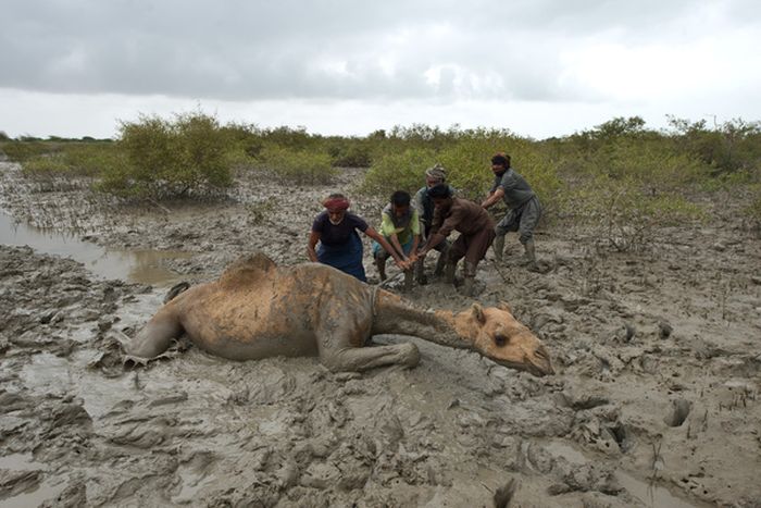 How to Rescue a Camel (22 pics)