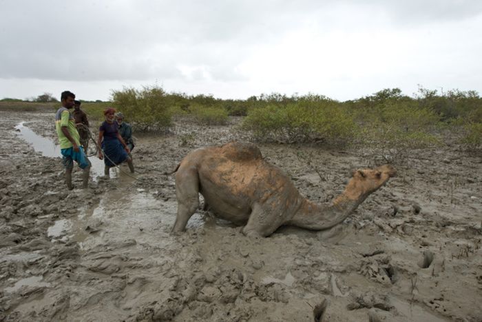 How to Rescue a Camel (22 pics)